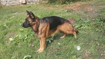 Alman çoban iti, 1 ay, Erkek, Ödənişli çatdırılma