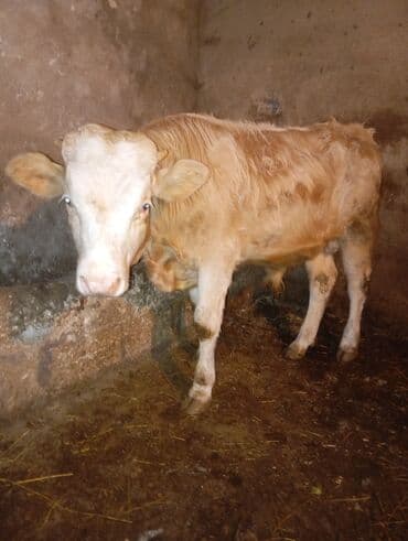 Собаки: Теленок, Самец, месяцев: 10, Для разведения, Самовывоз — 1