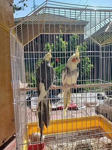 itlerin telimi: Nimfa papuqayları (cüt) - Növ: Nimfa (Cockatiel) – başında sarı ibik — 6