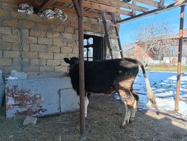 simental erkek dana: 8 aylıq sot dana 100 kilo əti var baxılası danadı şəkinin qoxmuq kəndi — 3