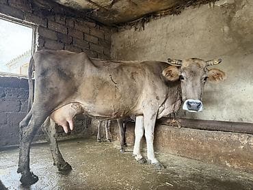 15 litir süd verir 4 qarına dogub balası dişdi