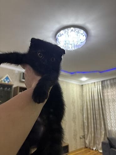 Britan yastı qulaq, Dişi, Yaxşı əllərə, Ünvandan götürmə, Ödənişli çatdırılma