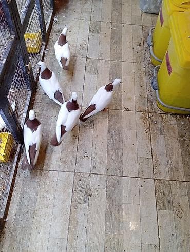 Akvariumlar: Cins: göyərçini Rəng: 5 eded qırmızı boynuĝüllü desde kekilli boyun — 5