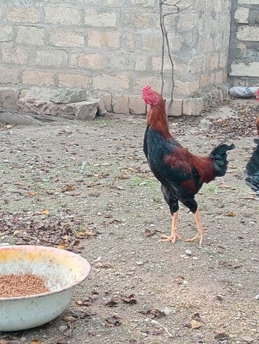 qaz ordek satisi: Səmimi həyət şəraitində saxlanılan uzunboylu, qırmızı-qara rəngli — 6