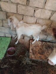 ağ dovşan: Başlıq: Erkey cepisdi Təsvir: Erkey cepisdi - Ağ rəngli, uzun tüklü — 2