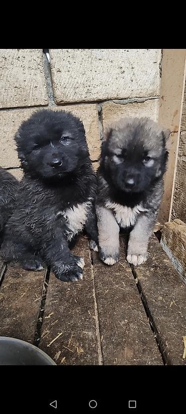 itlerin: Qafqaz çoban iti — 1