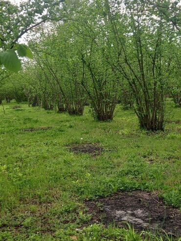 findiq ləpəsi: Fındıq bağ sahəsi - Geniş və səliqəli salınmış fındıq bağları - — 1