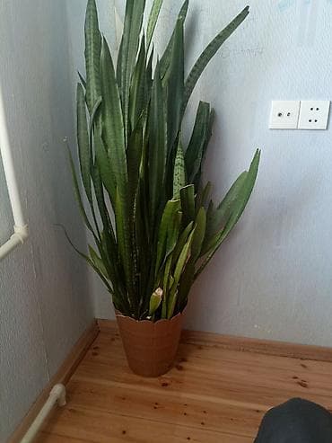 ciledagi bitkisi: Sansevieria (Qaynanadili) – böyük ölçülü otaq bitkisi - Növ — 2