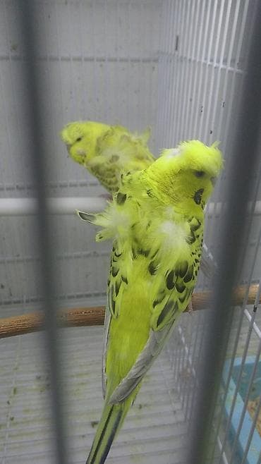 əbabil quşunun qiyməti: Yaponic cütü 70 azn — 6