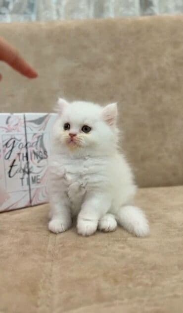 şirin pişik: Шиншилла, Самец, Самка, Платная доставка, Самовывоз — 4