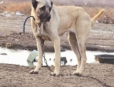 it satilir ucuz: Kanqal — 1