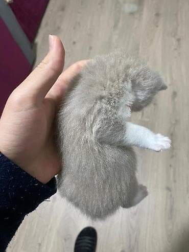 bala pisik: Şotland yastı qulaq — 5