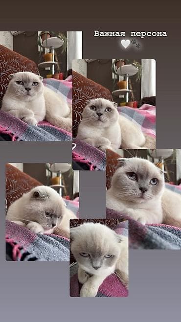 Птицы: Шотладская вислоухая, Самка, Для вязки, Бесплатная доставка — 2