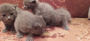 xaski it satisi: Britan, Erkək, Dişi — 3