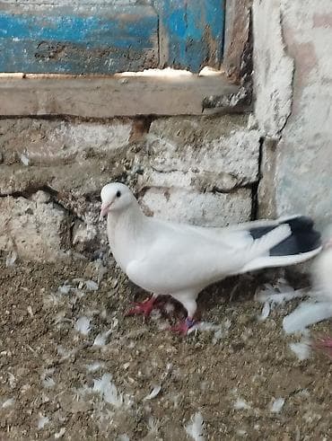 dorper qoyunu satilir: 4ed orta goy qurquq 1ed goy boyun. Goy quyruqlarin icinde cut olani — 4