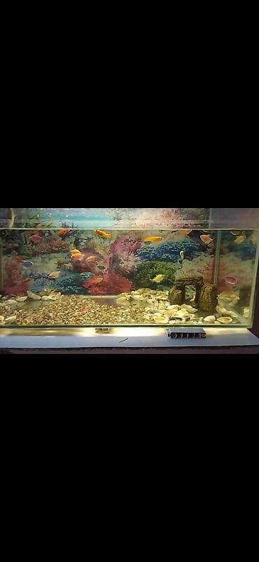 xiaomi akvarium: Dördbucaq akvarium, Balıqlarla birlikdə, 160 l, Pulsuz çatdırılma — 1