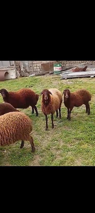 Erkəy quzular satılır çekileri 35 ya 40 kilo arasıdi