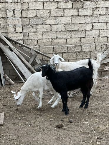 sort keci: Dişi, il: 1, 30 kq, Südlük, Ünvandan götürmə — 3
