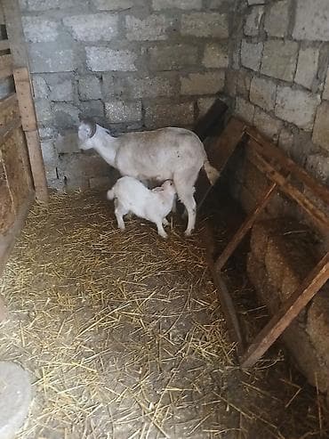 saanen kecisi satilir: Dişi, Zanen, il: 2, Damazlıq — 5