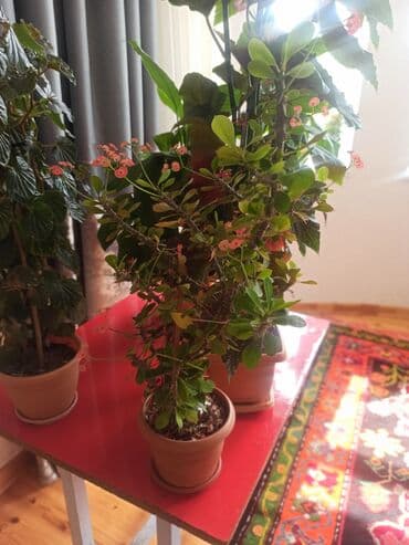 dekorativ otaq bitkiləri: Bu, daxili məkanlar üçün nəzərdə tutulmuş hündür, yarpaqlı bitkidir — 7