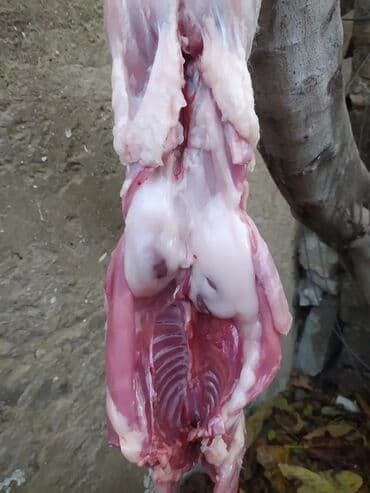 baliq topdan satis: Dovşan eti halal kesilmiş halal ceki 1 ededi gelir 1k.800q. 1k.500q — 33
