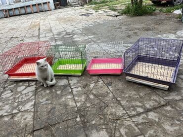 pişik maneji: Etrafli vp 051 494 09 86 Qefeslerin her biri satişda var qefes bitende — 5