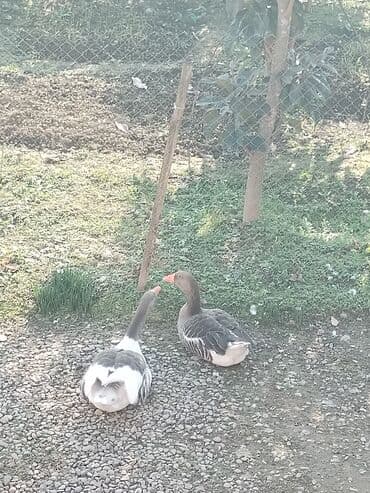 Аквариумы: 1 Erkəy 1 dişi Ünvan Masallı — 3