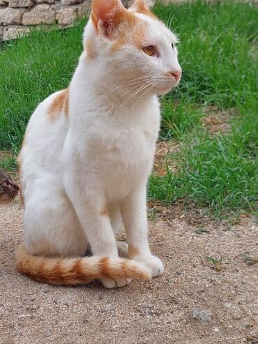 отдам кошку в хорошие руки: В добрые руки — 12