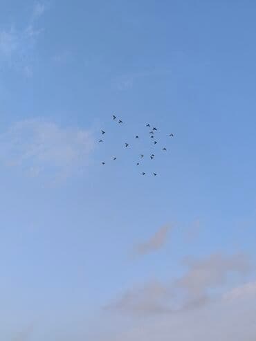 Məhsul: Göyərçin 40 ədəd topdan Təsvir: - Şəkillərdə müxtəlif rəng və — 3