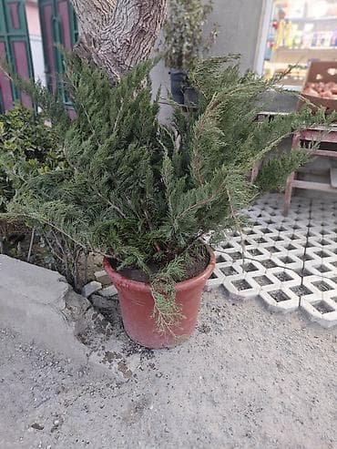 dekor dasi: Dekorativ bağ bitkiləri – qablarda - Cordyline (rəngli zolaqlı — 5