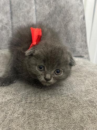 Uzun tüklü, yumşaq xəzli balaca pişiklər - Cins: uzun tüklü ev — 6