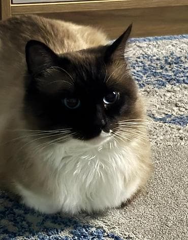 pişik tap az: Erkək, Cütləşmə üçün — 1