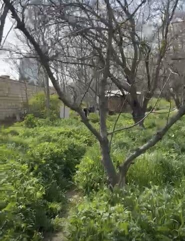 yeni əmlak az: 24 sot, Tikinti, Mülkiyyətçi, Kupça (Çıxarış) — 6