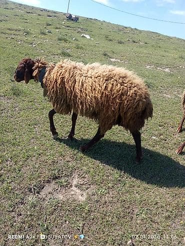 agdam xoruzu gence: Erkey toğulu satılır istəyən olsa yazsın video sun atım baxın real — 5