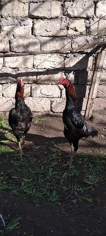 Heyratı beçə satılır cins heyvandı hələ tam ayılmayıb heyvanan başı — 6