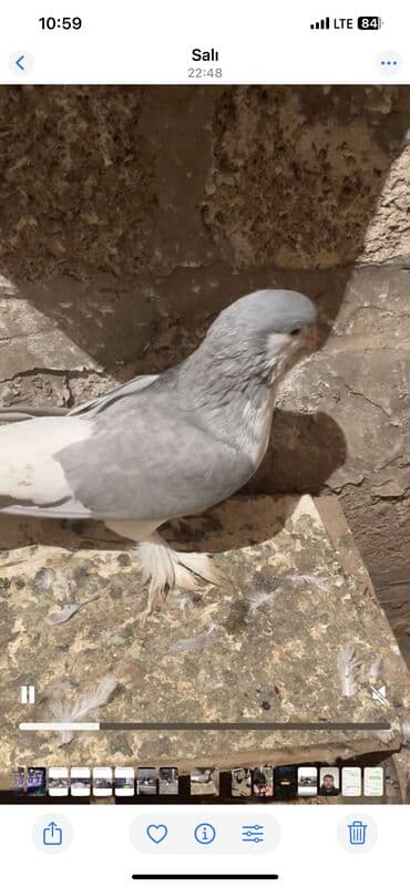 maraqli it adlari: Delfin cinsi erkek 50 manat Cins göyərçin – dekorativ lələkli ayaqlı — 7