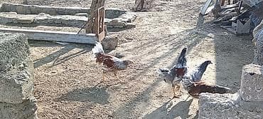 Птицы: Курица, Для разведения — 9