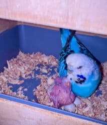 quş yuvası: Vistifka çex satıram altında 2 balası bir də 2 dolu yumurtası var — 5