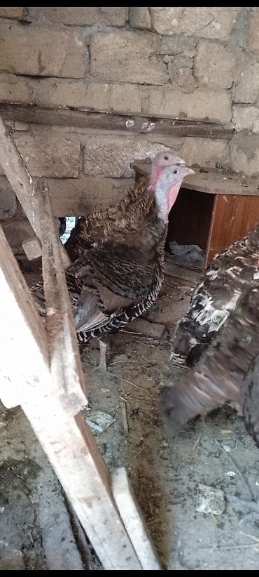 gence it satisi: Hinduşkalar yerlidir hamısı fərədir. biri kürd düşüb. hamsı — 2