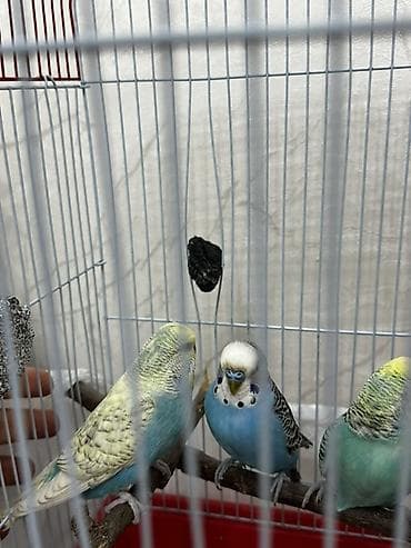 ucuz itlər: 3 cütdür 3 cütdə yuvaya girib çıxır evdən köçürəm deyə satıram çox — 2