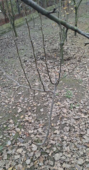 Salam krasavitsa armud tingləri var 1manat 50 qəpiydən. Təxminən