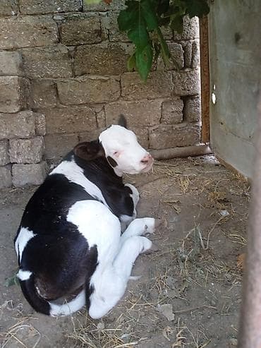 ala inek: Holşteyn cinsi inək satılır. Erkək simmental cinsi balası yanındadır — 3