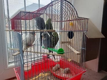 Qəfəslər: Məhsul: Qəfəsdə ev quşları dəsti Təsvir: - Metal barmaqlıqlı, qırmızı — 1