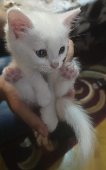 котята в добрые руки: Табби, В добрые руки — 4