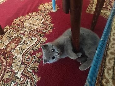 Птицы: Salam. şotlantdi 2 ayligdi su qabi yem qabi, birdə tualetinidə — 2