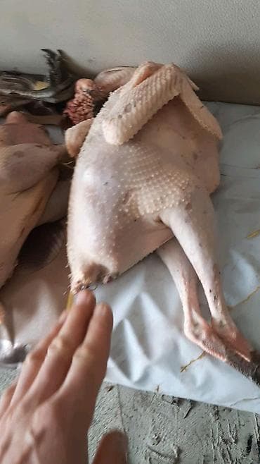 Gəmiricilər: Satılır: hinduşka əti kiloqramları 3 5 arası dəyişir Məhsul — 1