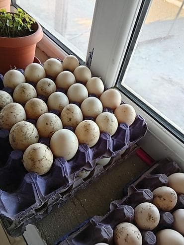 əbabil quşu haqqında məlumat: Lal ördey yumurtasi maşdagadadi — 3