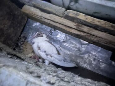 hazır yuva: Məhsul: Ev göyərçinləri – cüt Təsvir: - Şəkillərdəki quşlar evdə — 3