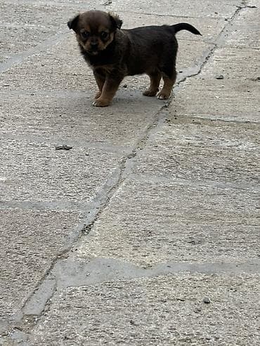 itlər ucun: Pekines, Erkek, Peyvəndli — 5