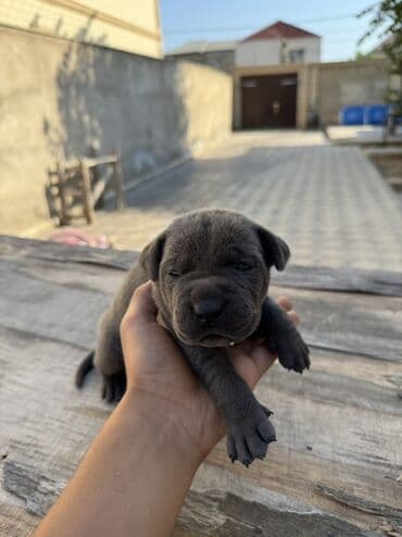 кане корсо цена: Kane-Korso, 1 ay, Erkek, Sənədli, Ünvandan götürmə — 3